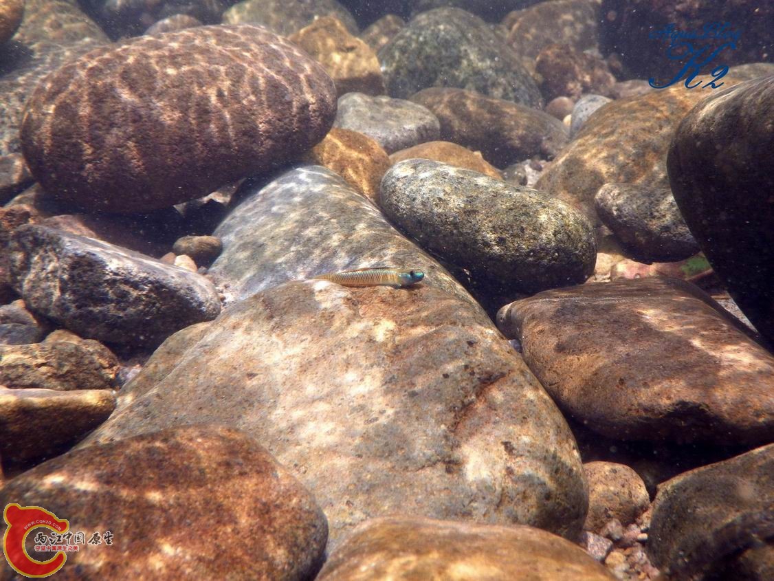 黑鰭枝牙（黃色型）