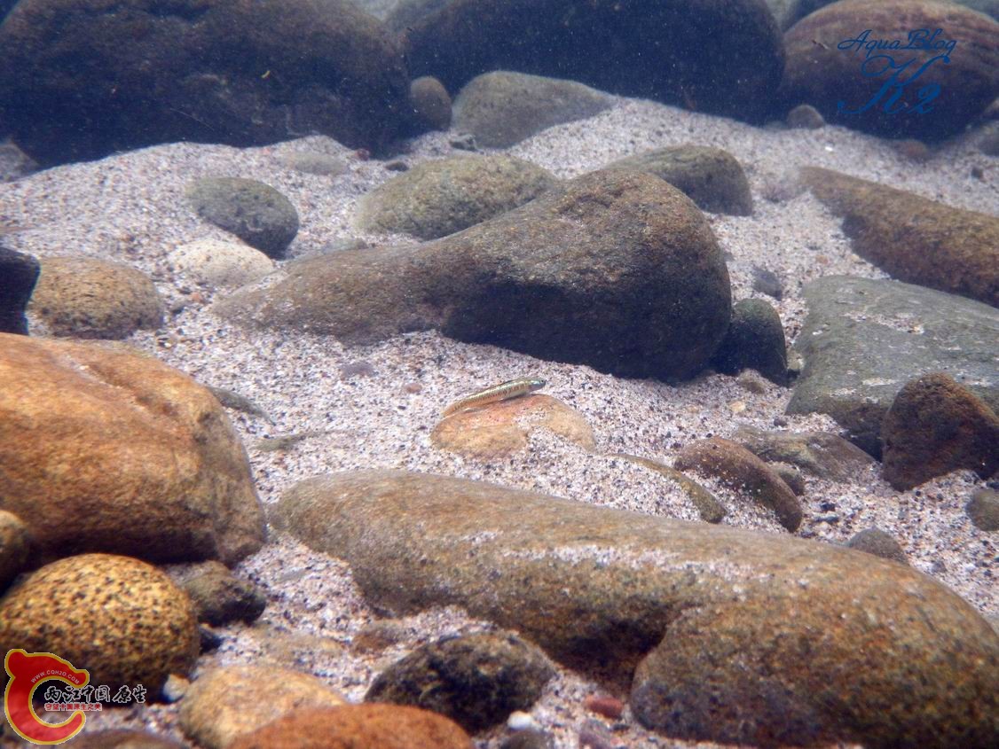 黑鰭枝牙（黃色型）