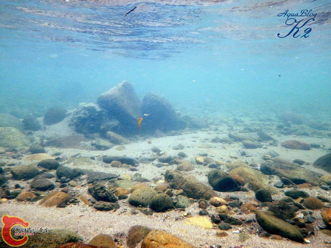 黑鰭枝牙原生棲地