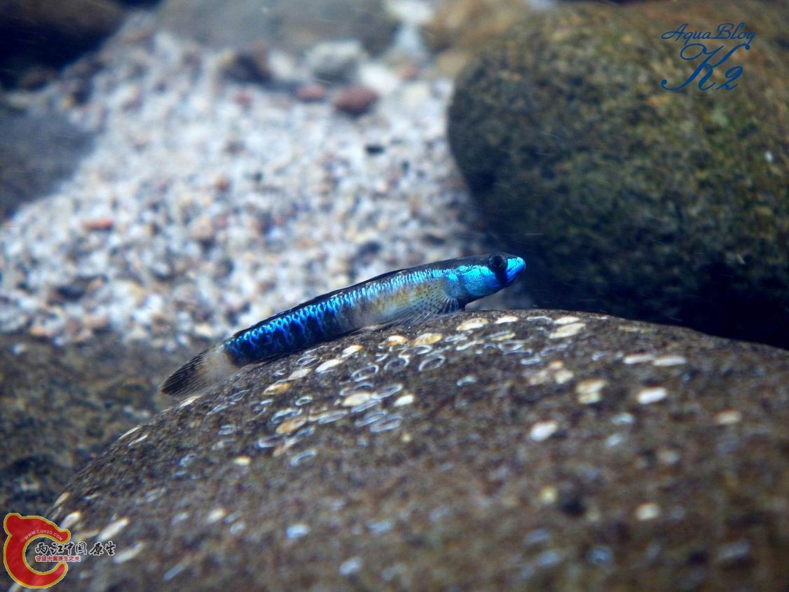 黑鰭枝牙（藍色型）