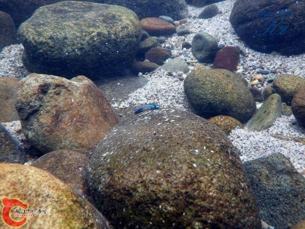黑鰭枝牙（藍色型）