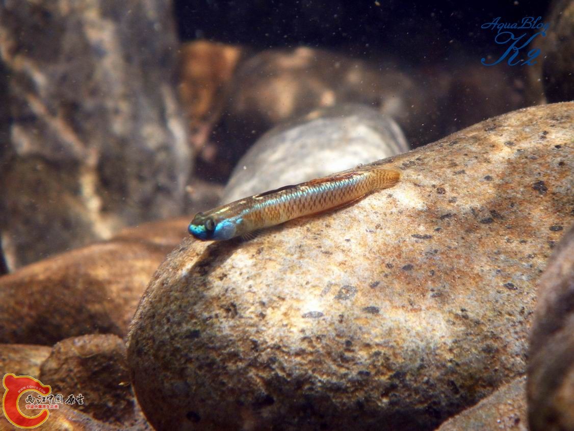 黑鰭枝牙（黃色型）