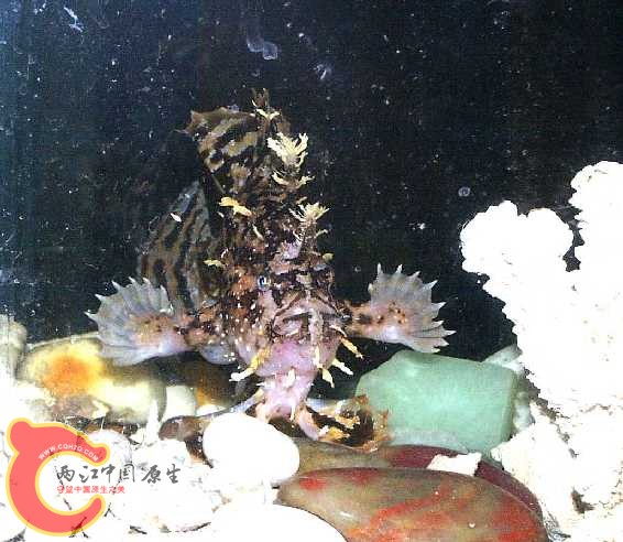 裸躄鱼2