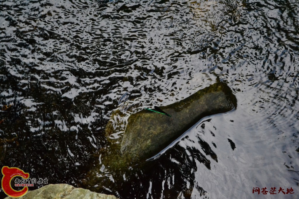 conew_20120903-1793.jpg