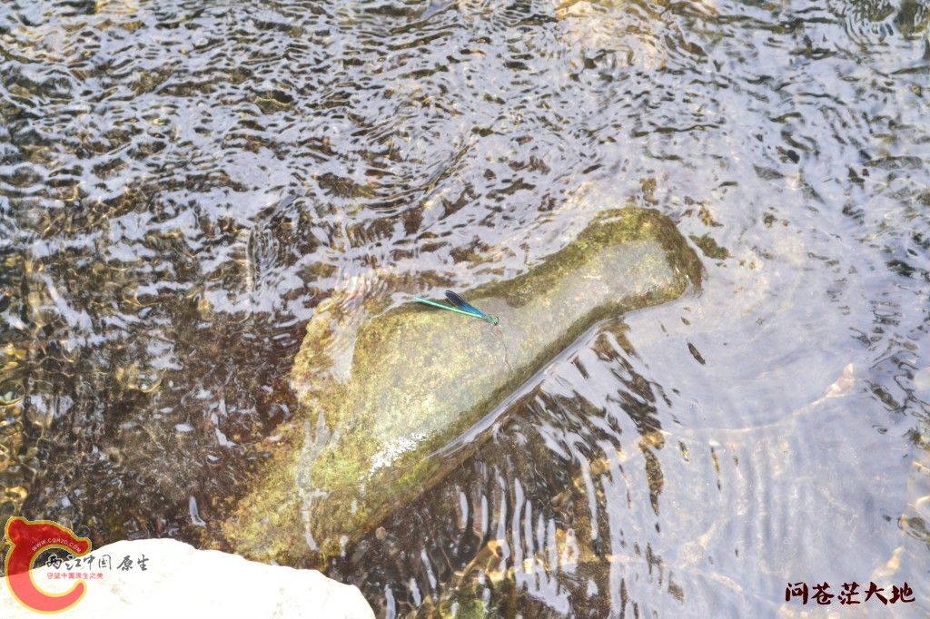 conew_20120903-1794.jpg