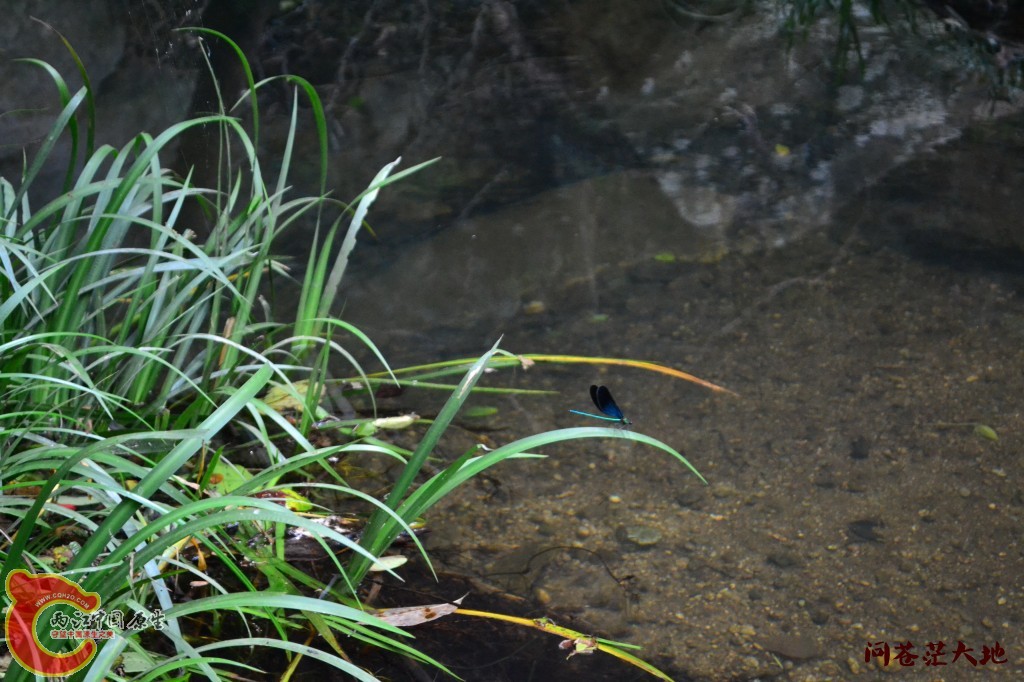 conew_20120903-1799.jpg