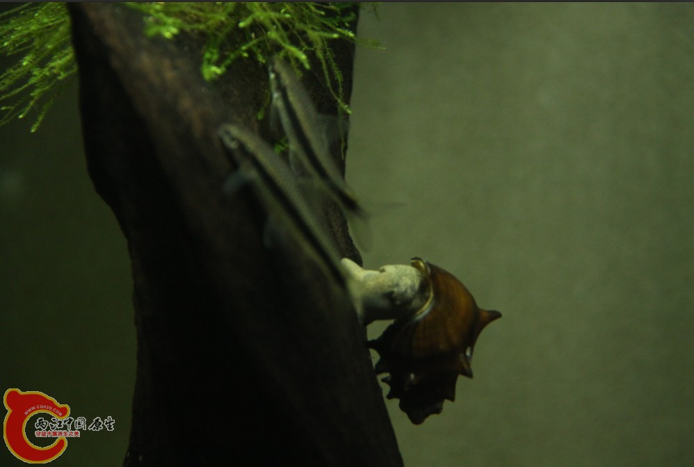 [T5B_L8JR)V1V21PI_P1N4K.jpg [T5B_L8JR)V1V21PI_P1N4K.jpg