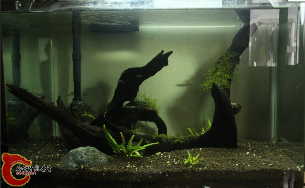 这是一个月后的样子 这是一个月后的样子