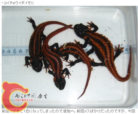 滇南1