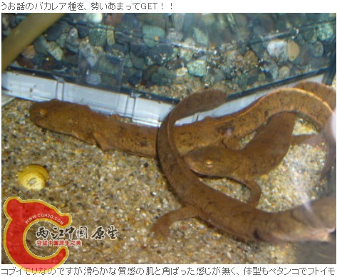 赵氏瘰2