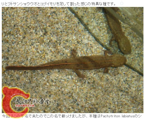赵氏瘰3