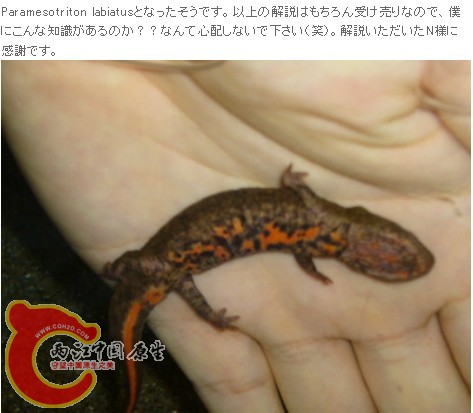 赵氏瘰4