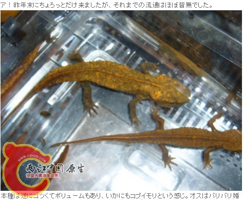 广西瘰2