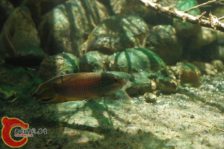 IMGP7539.jpg