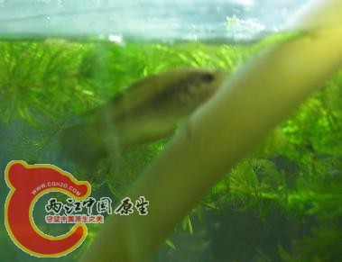 哈尔滨市江北野采的是什么鱼啊