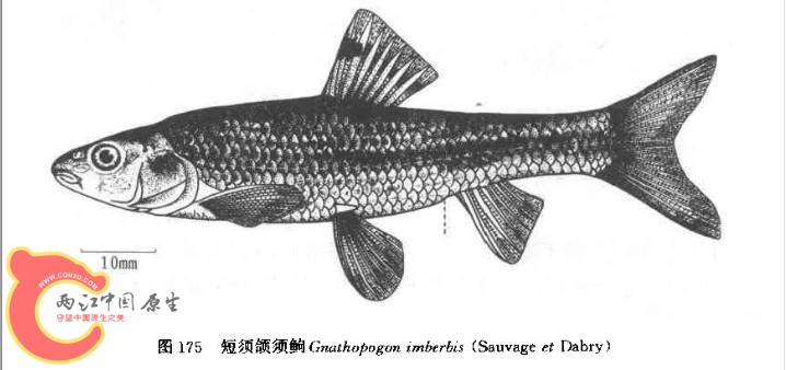 短须颌须鮈