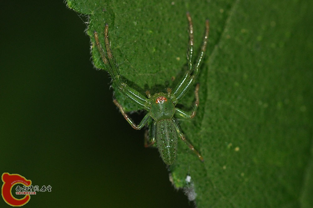 DSC_0041.jpg