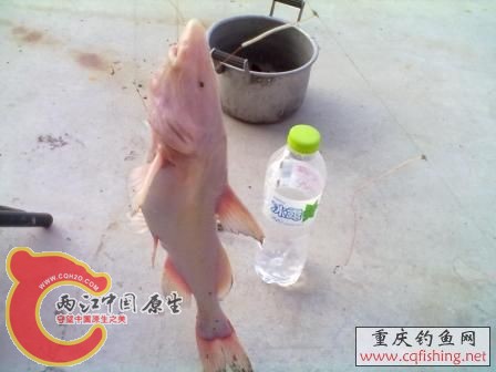 江团3.jpg