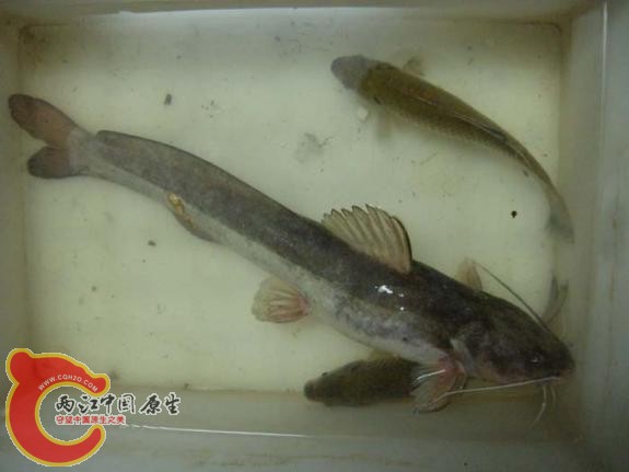 大鳍鱯1.jpg