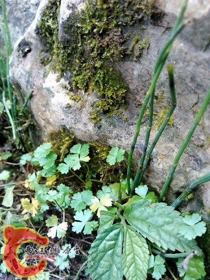 IMG_20120908_141404 (480x640).jpg