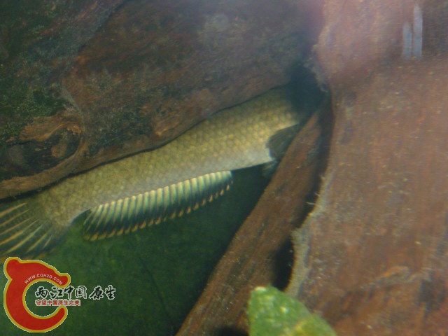 P1080100.JPG