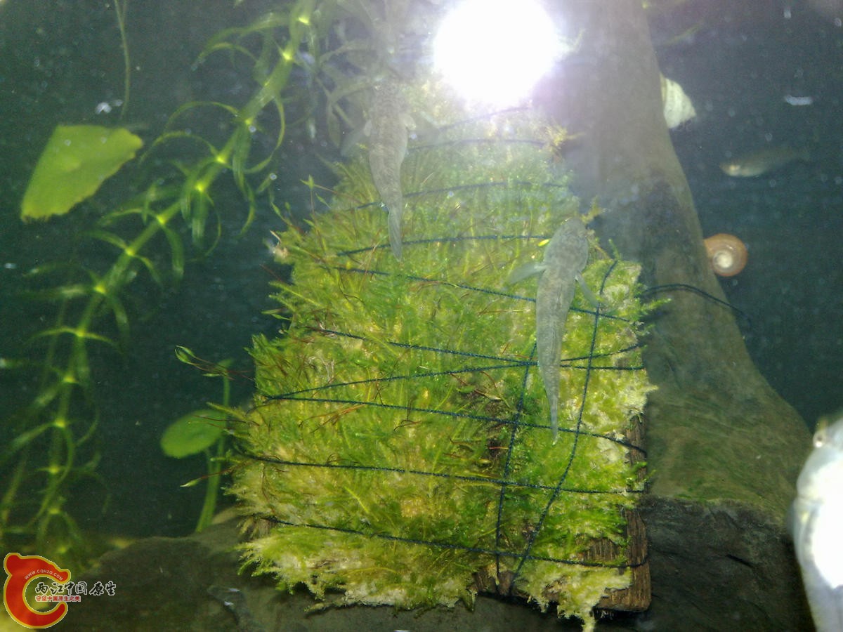 201209126612 .jpg