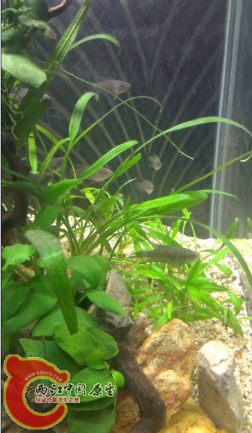 20多只越壮