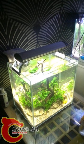 40草缸侧视图