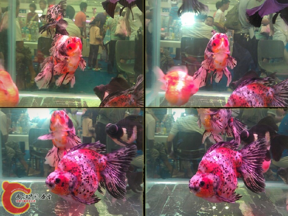 tbCYMERA_20120916_14591600.jpg
