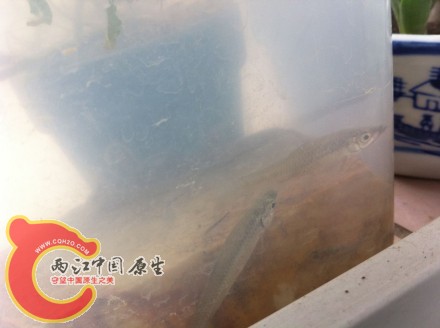 ac01005djw1dx2yal4015j.jpg