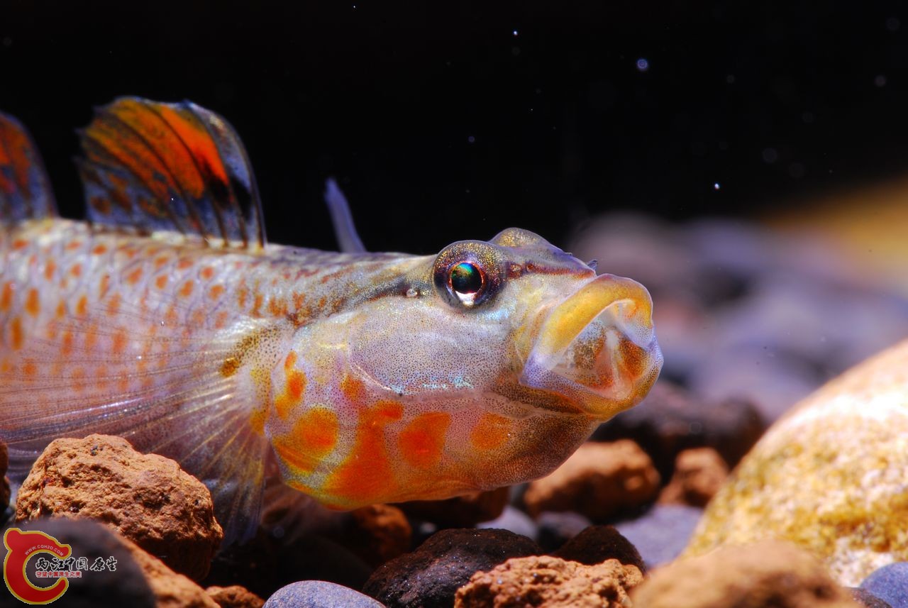 溪吻中最漂亮的