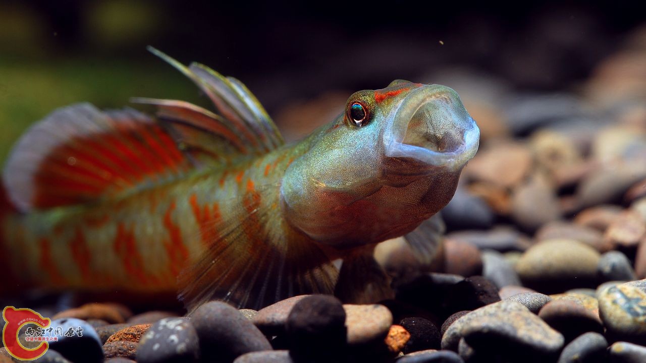 周氏入缸时争地盘的后果