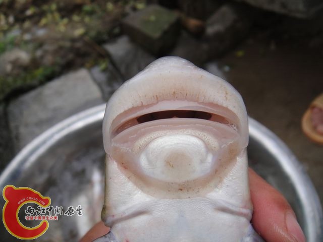 墨头鱼