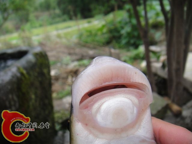 墨头鱼