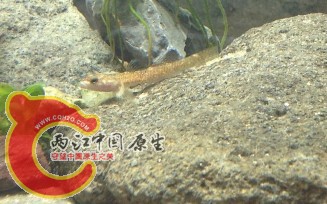 大家看是什么品种。饿的跟鱼骨一样。大家看看肚子。凹进去的。 买的每天鱼都是凹肚的。一共买了8条/牺牲3条 ...