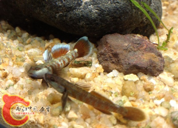 就这周氏缸霸.见鱼就打.