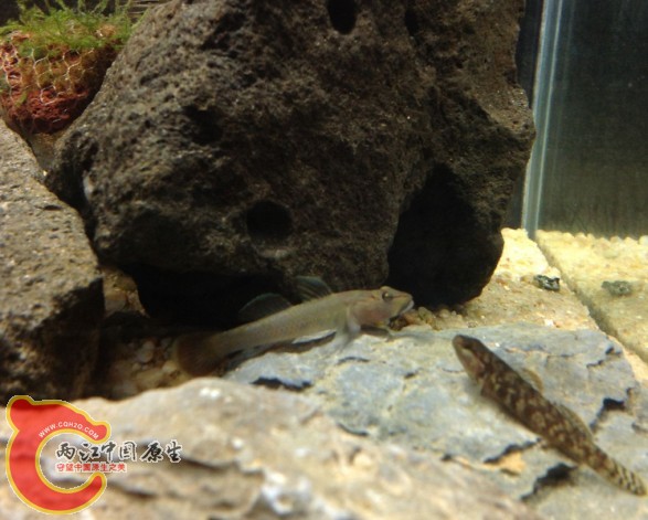 这是给打的`昨天说给咬着不放的..昨晚还秒了我唯一一条火翅金钻