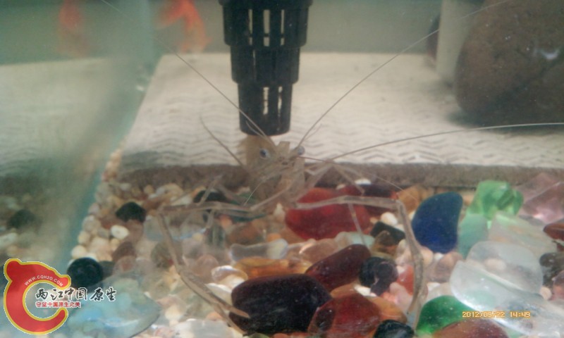 这家伙吃鱼啊。我的孔雀都被它们吃了好几条了