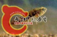 黄鱼幼.jpg