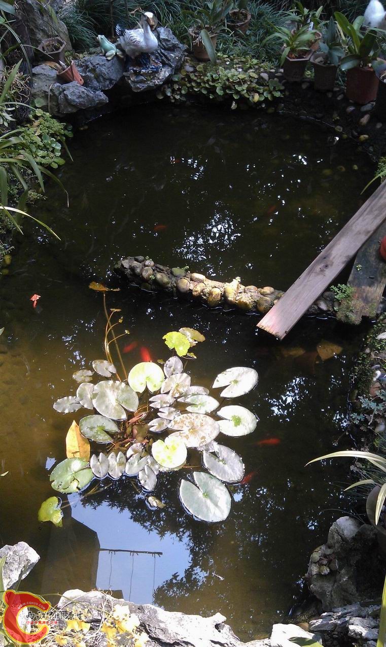 我家鱼池，一条小锦鲤，8条金鱼，1对条齐氏非鲫（公母）一条花手巾，一条hk斗鱼，3－4条泥鳅（平时看不见， ...
