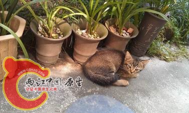 我家小猫