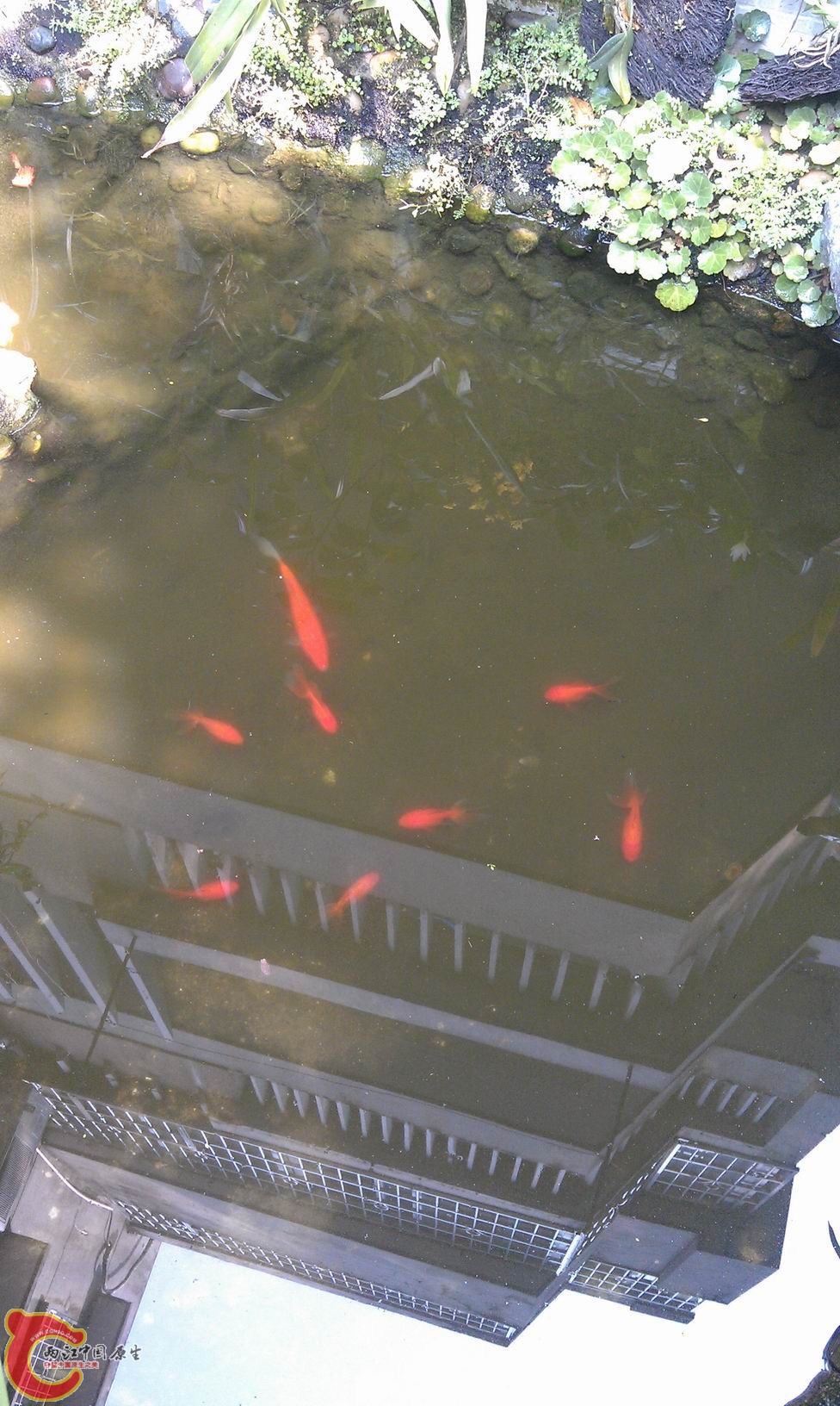 锦鲤和金鱼