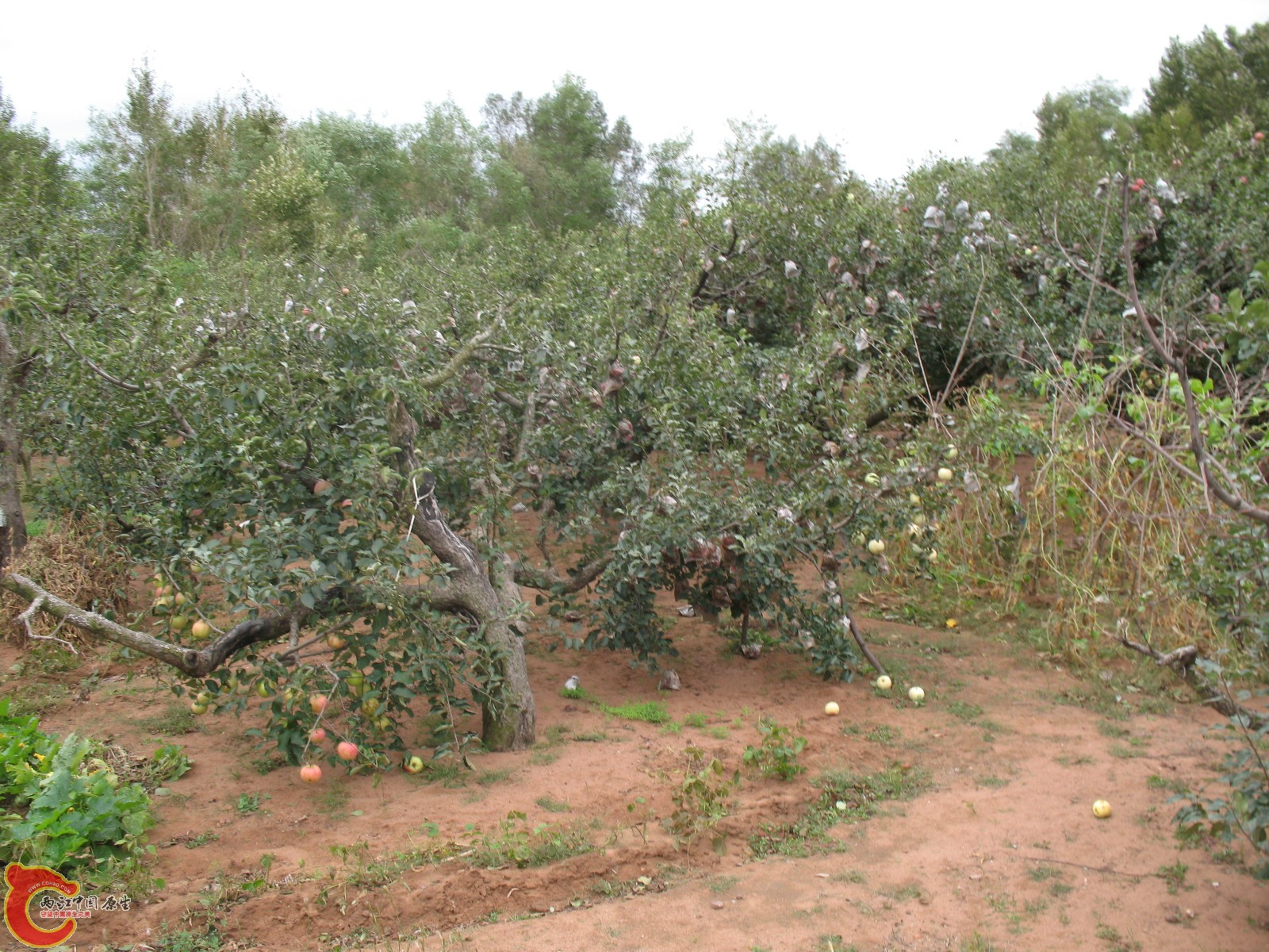 苹果树-3 苹果树-3