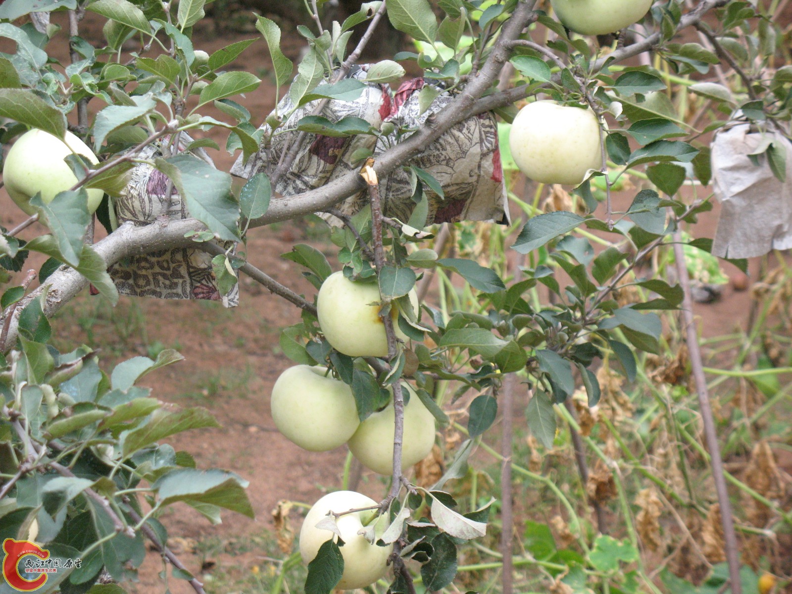 苹果树-1 苹果树-1