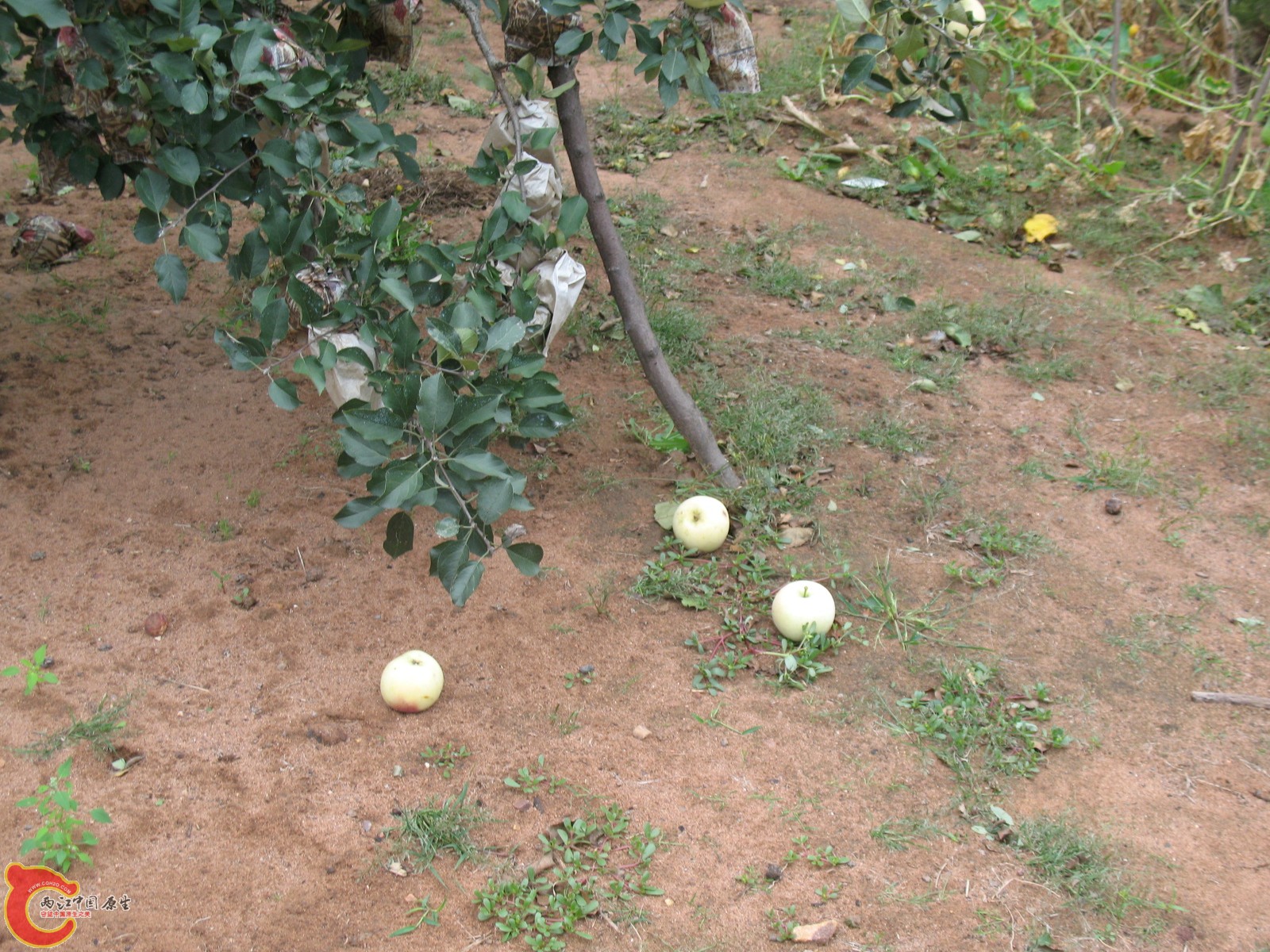 掉下的苹果(很多) 掉下的苹果(很多)