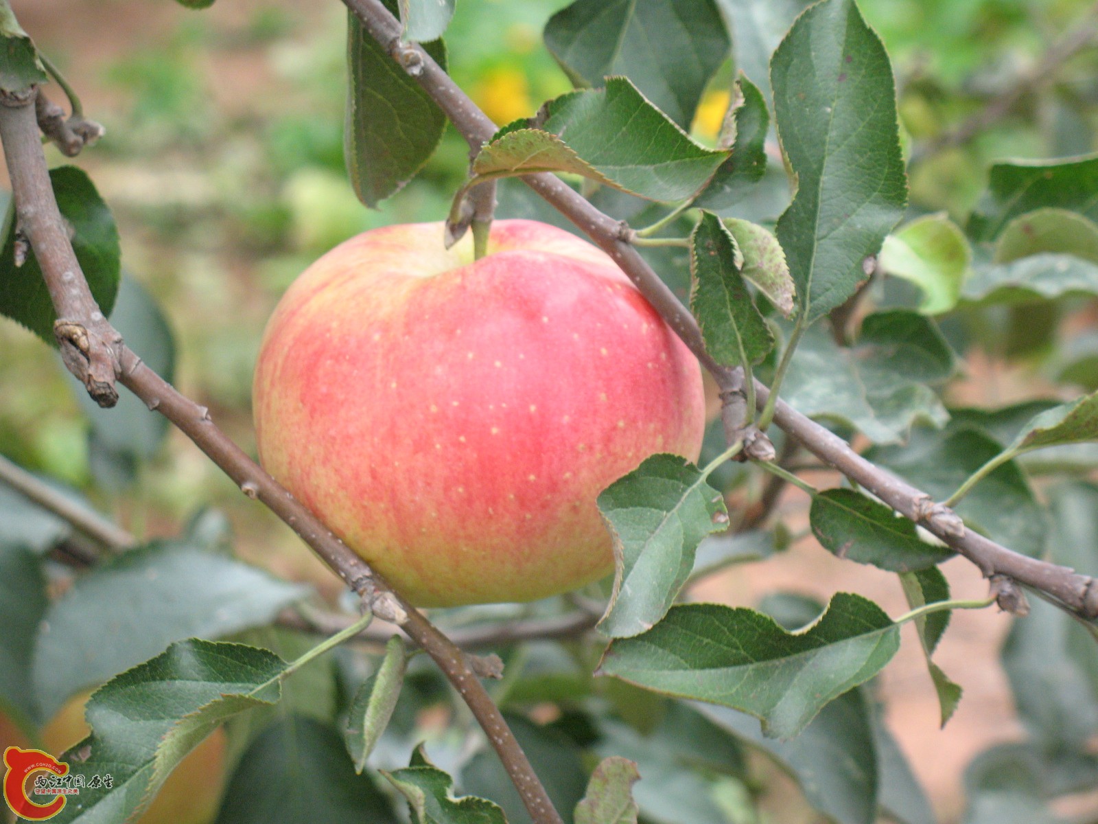 一个苹果 一个苹果