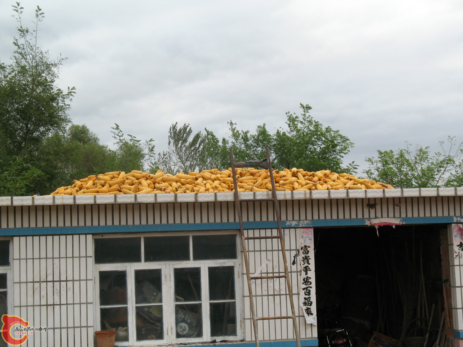 晾晒的玉米 晾晒的玉米