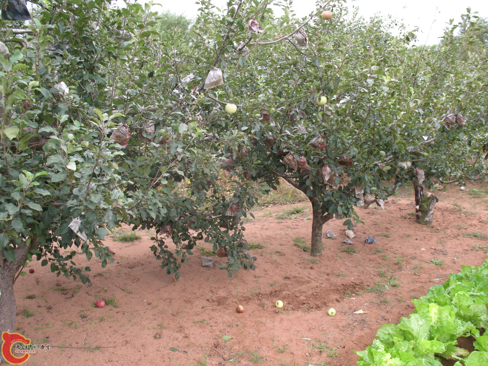 苹果树(雨水大,落果了) 苹果树(雨水大,落果了)