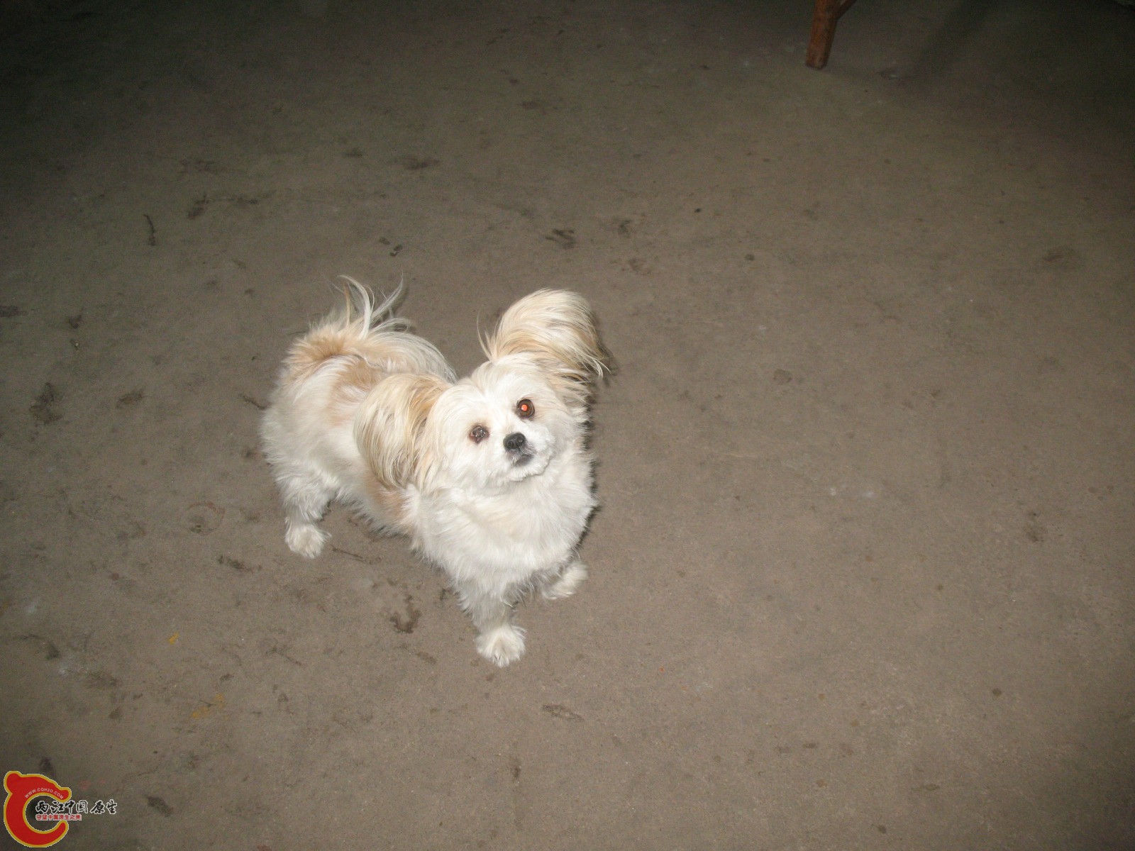 农家小狗 农家小狗