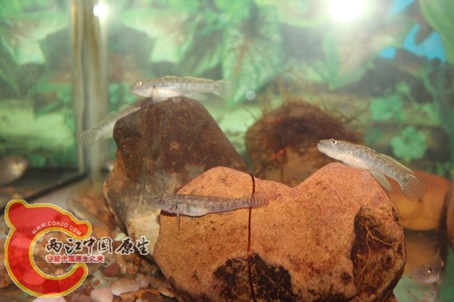 照片18 061_副本.jpg